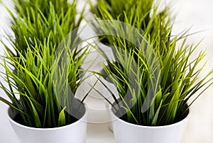 Fresh green grass grows in a concrete pot.