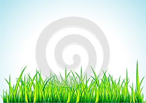 Fresh green grass illustration