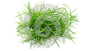 Fresh green grass isolated on transparent background.