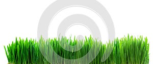 Fresh green grass isolated on white