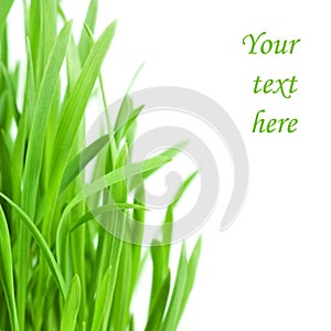 Fresh green grass isolated on white background