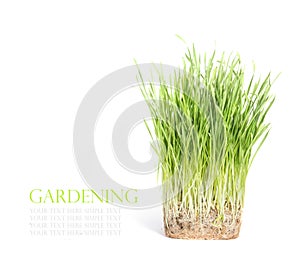 Fresh green grass isolated on white background with space for text