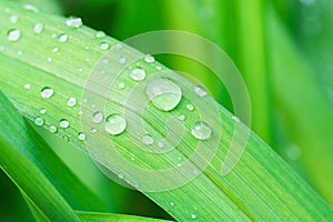 Fresh Green Grass Leaf after Rain with Water Drops. Botanical Nature Background. Background Wallpaper Poster Template.