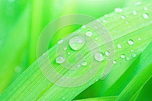 Fresh Green Grass Leaf after Rain with Water Drops. Botanical Nature Background. Wallpaper Poster Template. Organic Cosmetics
