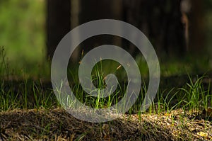 Fresh green grass lit with bright sun in the forest