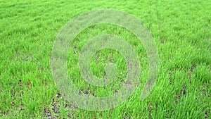 Fresh green grass meadow after rain in spring morning. Young sprout plants sways of the wind. Farm field with juicy