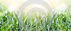 Fresh green grass in the meadow with water dew drops in the morning light. Spring or summer background photo