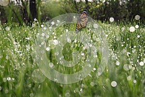 Fresh green grass with morning dew and beautiful butterfly, closeup view