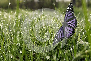 Fresh green grass with morning dew and beautiful butterfly, closeup view