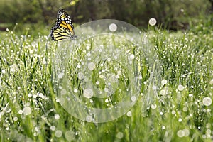 Fresh green grass with morning dew and beautiful butterfly, closeup view