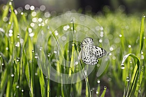 Fresh green grass with morning dew beautiful butterfly, closeup view