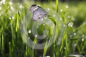 Fresh green grass with morning dew and butterfly, closeup view