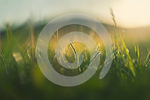 Fresh green grass in the mountains at sunset