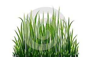 Fresh green grass: natural, organic, bio, eco label and shape isolated on white background.