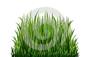 Fresh green grass: natural, organic, bio, eco label and shape isolated on white background.