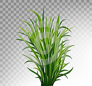 Fresh green grass: natural, organic, bio, eco label and shape isolated on white background.