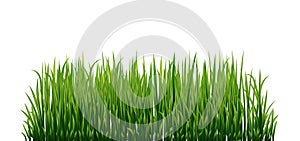 Fresh green grass: natural, organic, bio, eco label and shape isolated on white background.