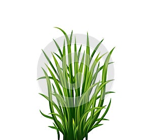 Fresh green grass: natural, organic, bio, eco label and shape isolated on white background.