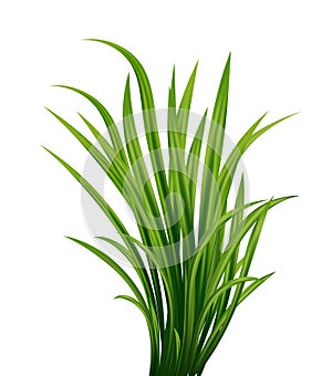 Fresh green grass: natural, organic, bio, eco label and shape isolated on white background.