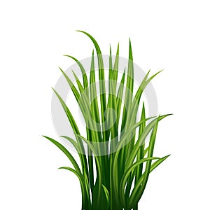 Fresh green grass: natural, organic, bio, eco label and shape isolated on white background.