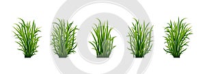 Fresh green grass: natural, organic, bio, eco label and shape isolated on white background.