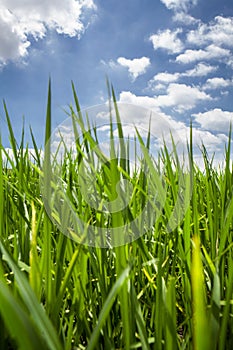 Fresh green grass and perfect sky background