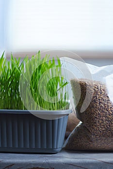 Fresh green grass, possibly intended for cats or growing microgreens. Flat lay. Vertical photo