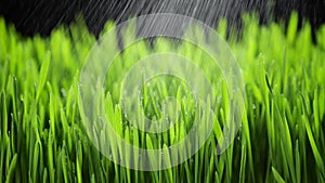 Fresh Green Grass with Rain Drops, Field of Young Wheat, Rye, Closeup Nature Macro 4k