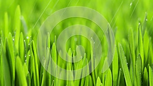 Fresh Green Grass with Rain Drops, Field of Young Wheat, Rye, Closeup Nature Macro 4k