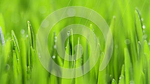 Fresh Green Grass with Rain Drops, Field of Young Wheat, Rye, Closeup Nature Macro 4k