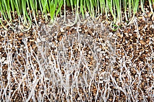 Fresh green grass root growing vermiculite