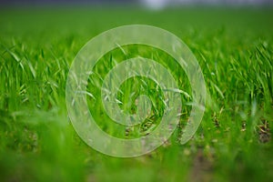 Fresh green grass , selective focus