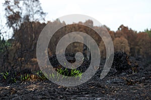 Fresh green grass shoots growing on the site of a fire