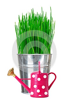 Fresh green grass in small metal bucket and water can isolated o