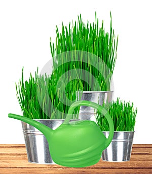 Fresh green grass in small metal buckets and water can isolated