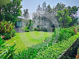 Fresh green grass smooth lawn as carpet on backyard with flowering tree and bush, greenery trees on background, good maintenance