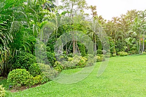 Fresh green grass smooth lawn as a carpet with curve form of bush, palm trees in a backyard, good maintenance lanscapes