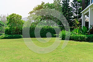 Fresh green grass smooth lawn as a carpet with curve form of bush, trees on the background, good maintenance lanscapes in a garden