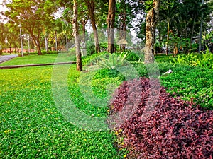 Fresh green grass smooth lawn curve form of bush, trees on background, good care maintenance landscapes in public