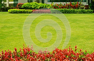 Fresh green grass smooth lawn with red and green color leaf shurb