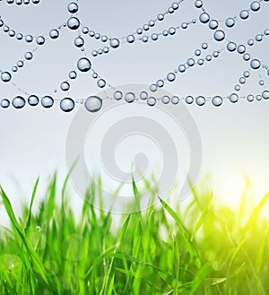 Fresh green grass and spider web