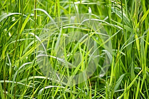 Fresh green grass in spring with blurred background ,macro image ,bright green nature background