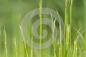 Fresh green grass in spring shows natural growth as beautiful green background of a meadow or field for farming and countryside
