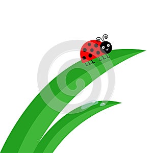 Fresh green grass stalk close up. Water drop set. Ladybug Ladybird insect. Morning drop set. Cute cartoon baby character. Garden n