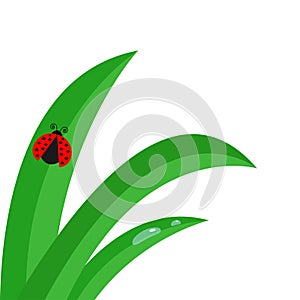 Fresh green grass stalk close up. Water drop set. Morning drop set. Ladybug Ladybird insect. Cute cartoon baby character. Garden n