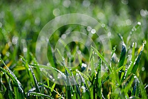 Fresh green grass with sun sparkling dew drops
