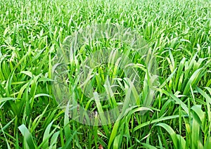 Fresh green grass on a sunny field, winter wheat planting