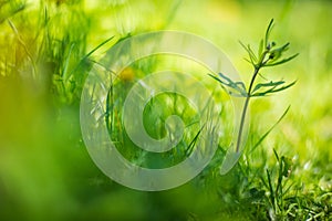 Fresh green grass on a sunny summer day close-up. Beautiful natural rural landscape with a blurred background for nature