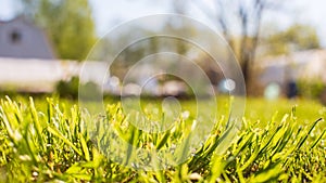 Fresh green grass on a sunny summer day close-up. Beautiful natural rural landscape with a blurred background for nature