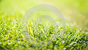 Fresh green grass on a sunny summer day close-up. Beautiful natural rural landscape with a blurred background for nature